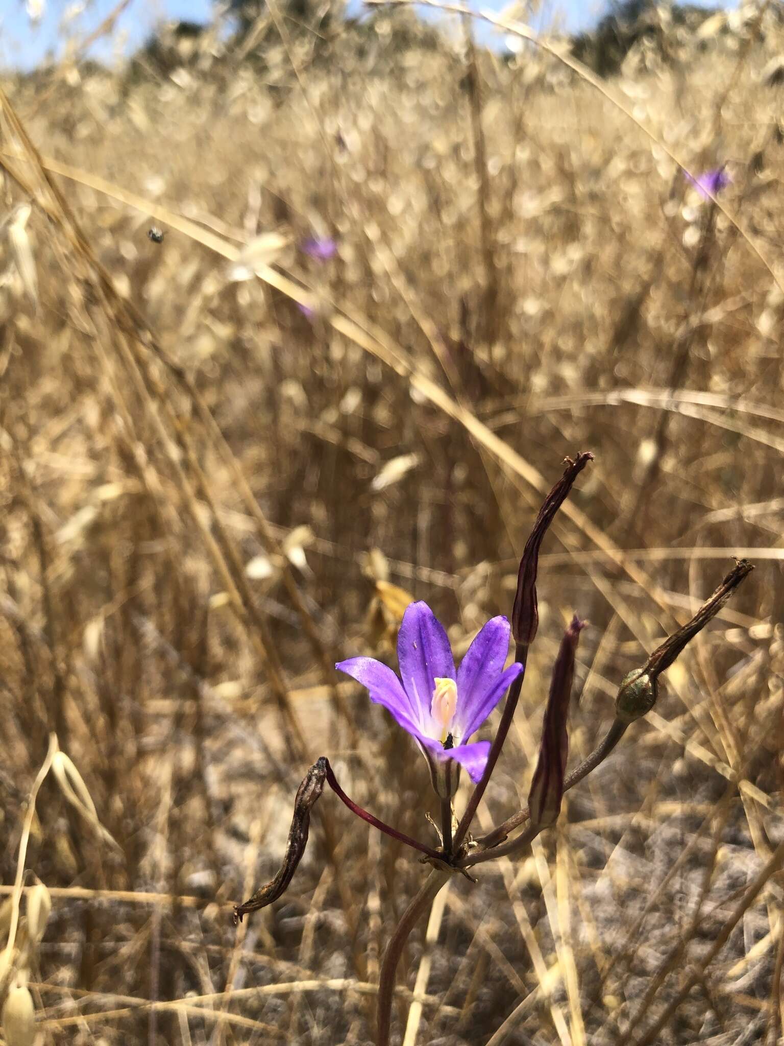 Слика од Brodiaea santarosae T. J. Chester, W. P. Armstr. & Madore