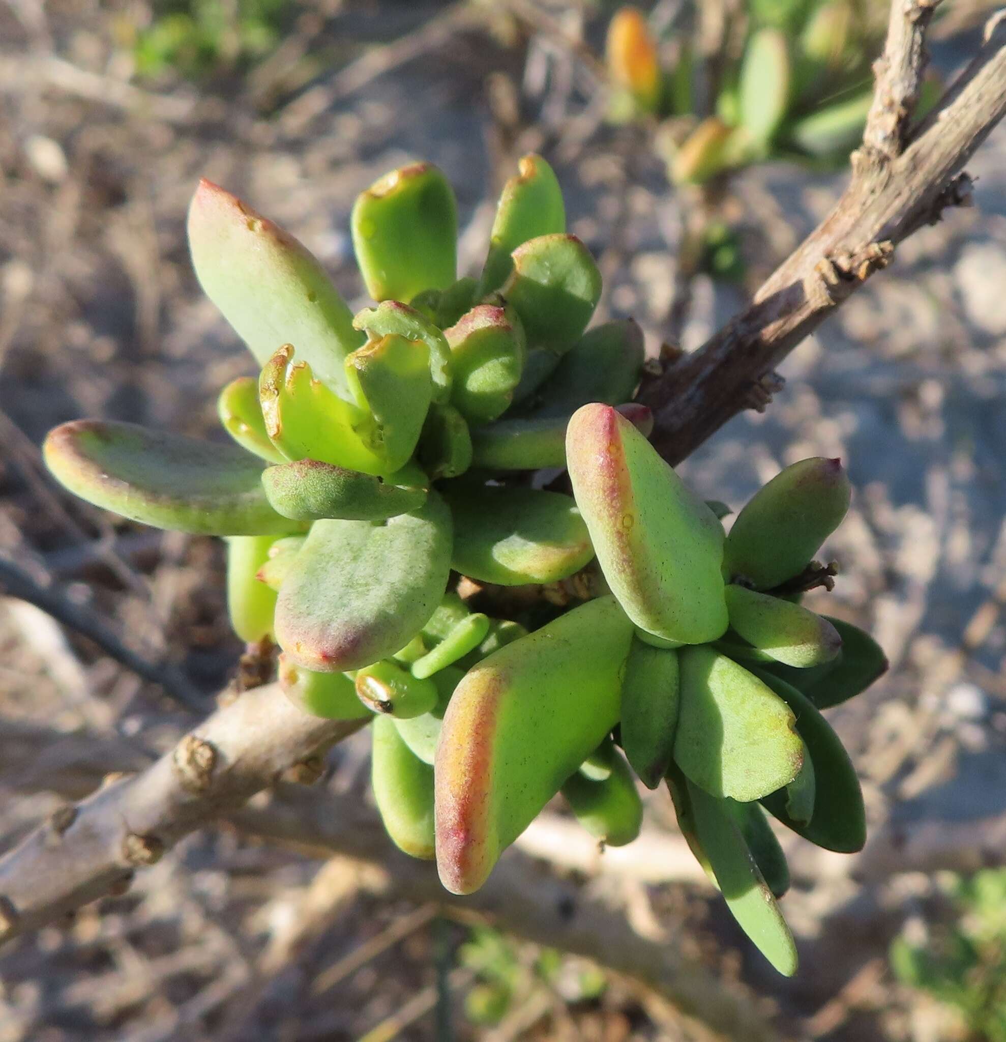 Imagem de Heliophila linearis var. reticulata (Eckl. & Zeyh.) Marais