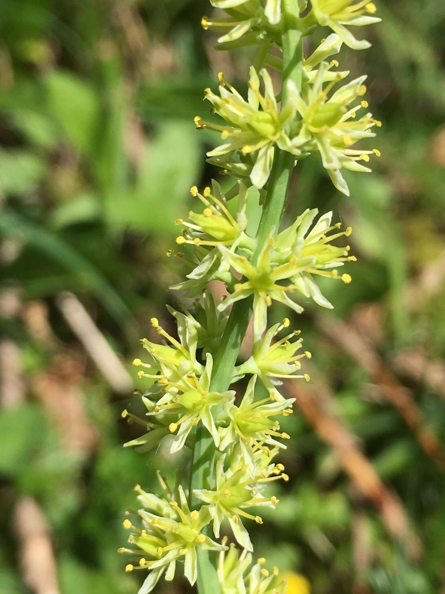 Plancia ëd Tofieldia calyculata (L.) Wahlenb.