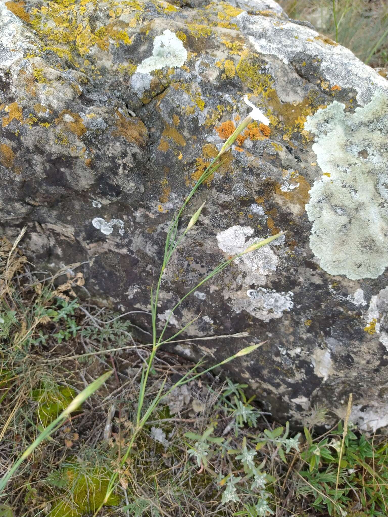 Plancia ëd Dianthus fragrans Bieb.