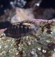 Image of Chiton cumingsii Frembly 1827