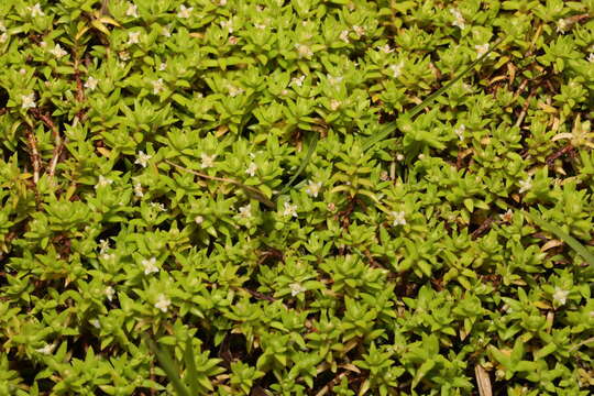 Imagem de Crassula helmsii (Kirk) A. Berger