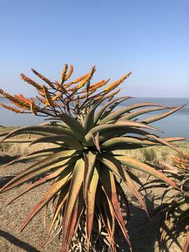 Image of Mountain aloe