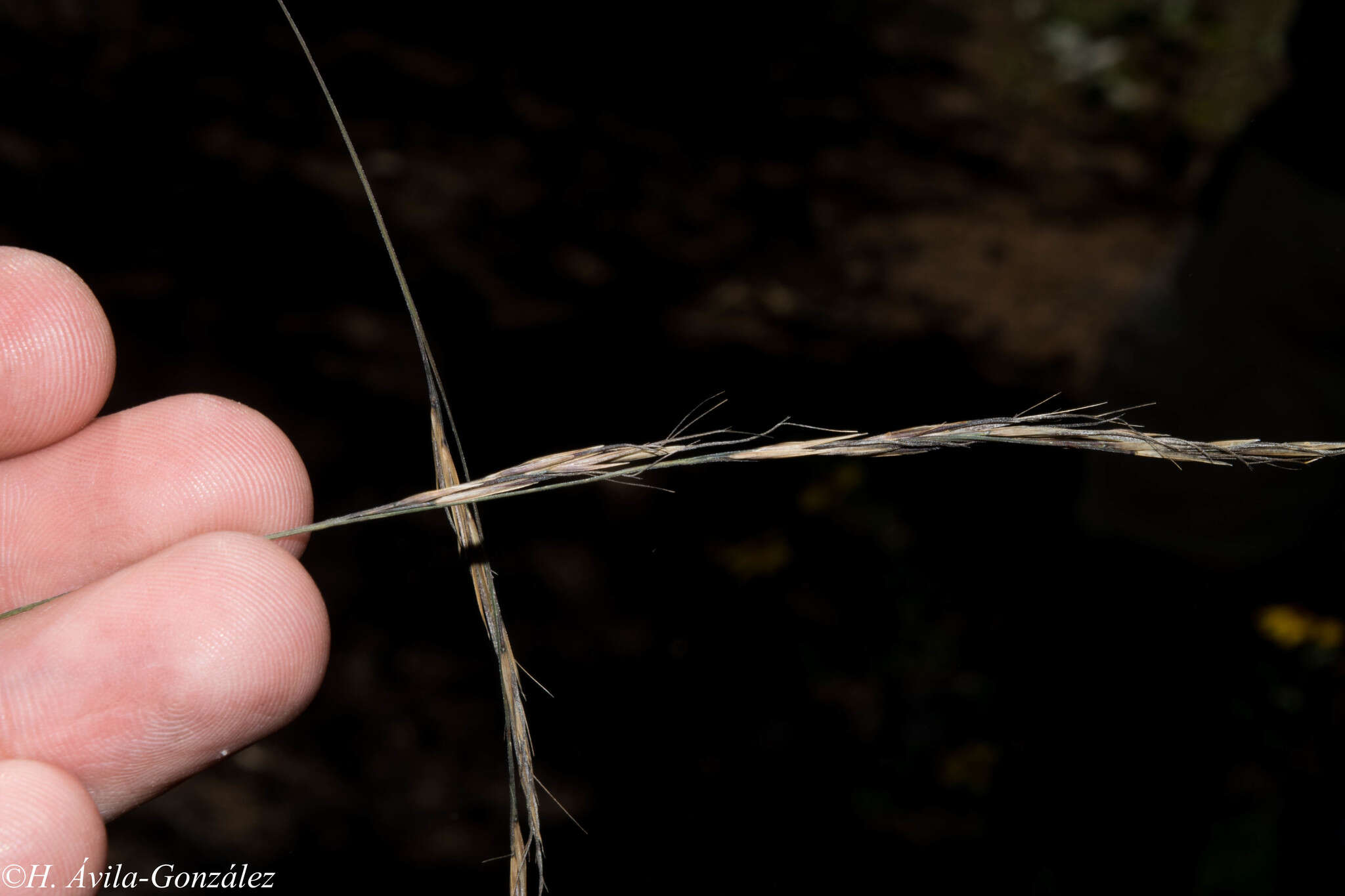 Image de Aristida schiedeana Trin. & Rupr.