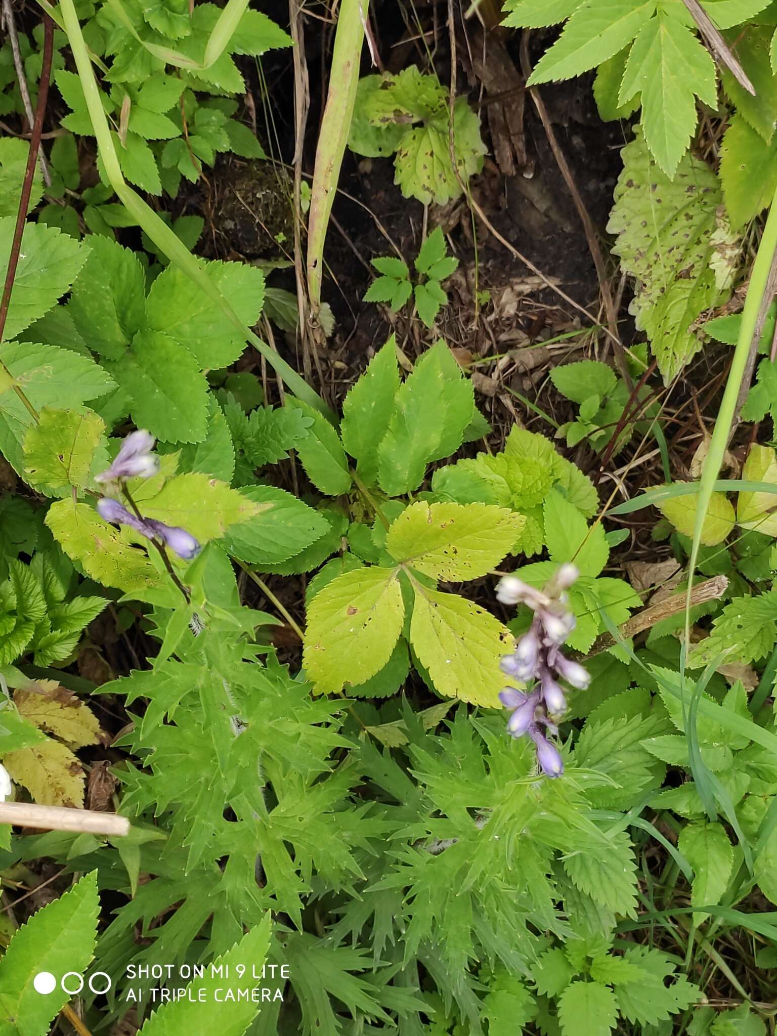 Image of Delphinium retropilosum (Huth) Sambuk