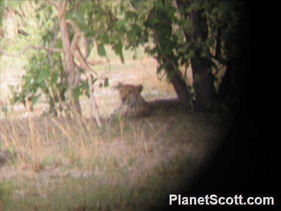 Image of Namibian cheetah