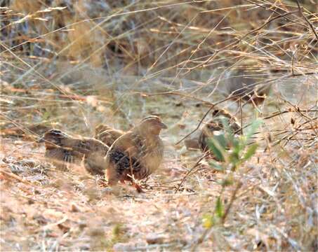 Image of Jungle Bush Quail