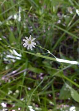 Stellaria longipes Goldie resmi