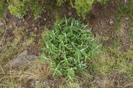 Image of Buddleja loricata Leeuwenberg