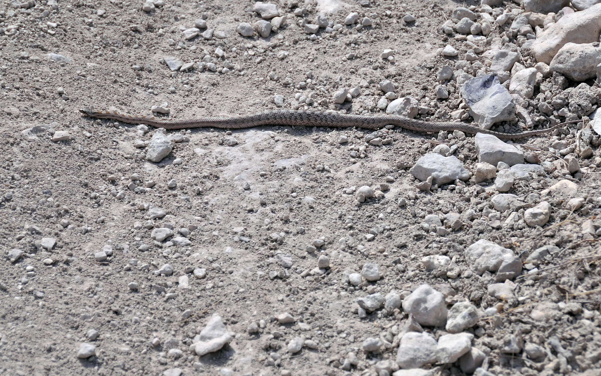 Image of Southern Smooth Snake