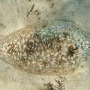 Image of Brown-blotched sole