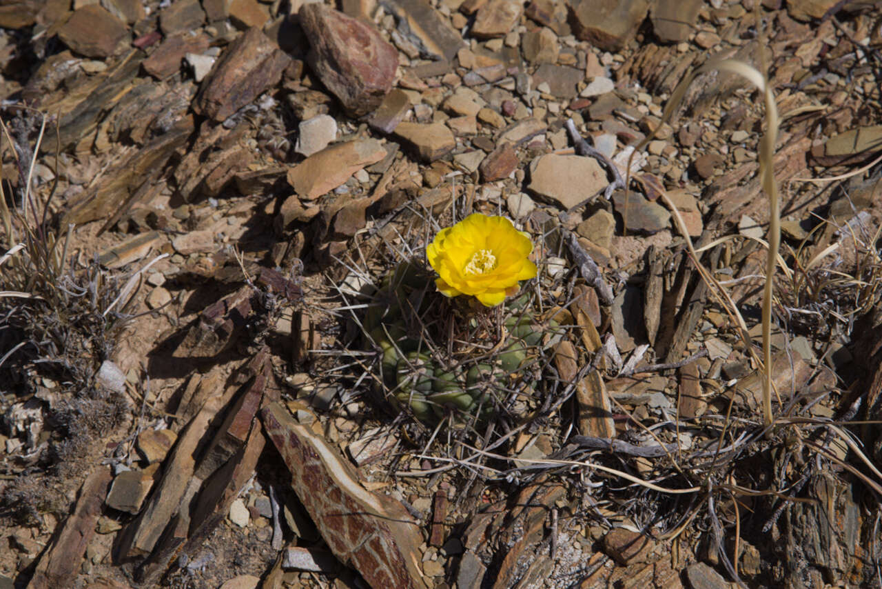 Image of Rebutia neumanniana (Werderm.) D. R. Hunt