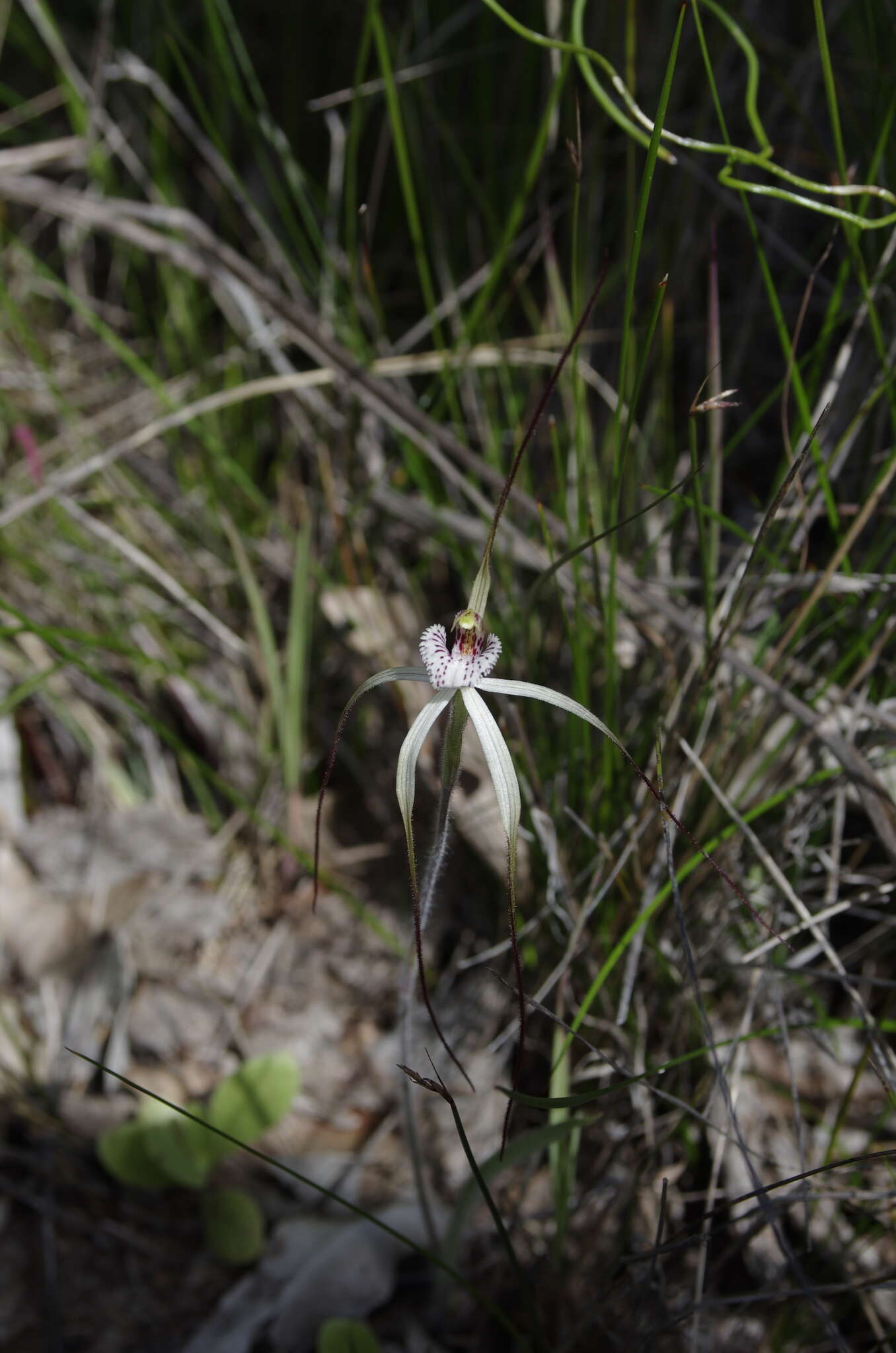 Plancia ëd Caladenia pendens subsp. pendens