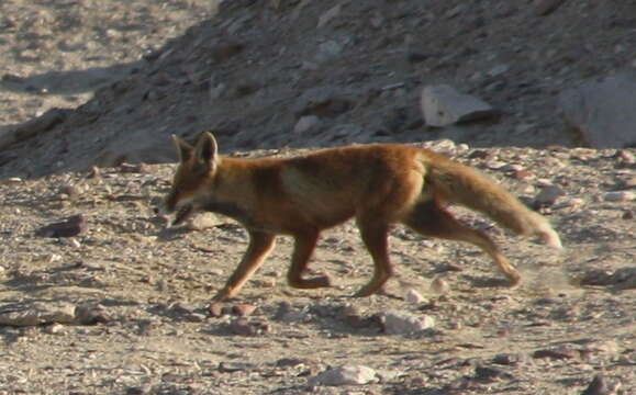 Image of Vulpes vulpes niloticus (É. Geoffroy Saint-Hilaire 1803)