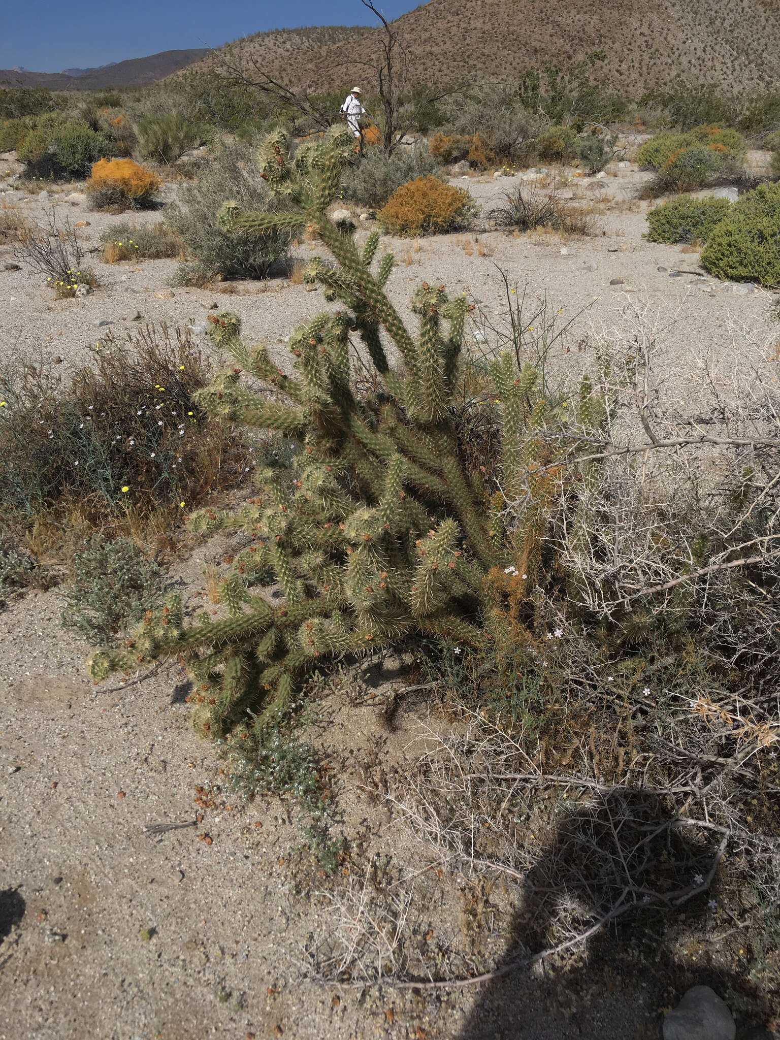 Image of Gander's buckhorn cholla