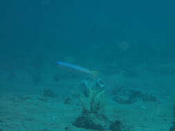 Image of Blue gudgeon