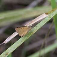 Image of Trapezites eliena Hewitson 1868