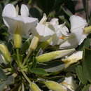 Image of <i>Chamaecytisus <i>prolifer</i></i> subsp. prolifer