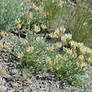 Image of Astragalus arkalycensis Bunge