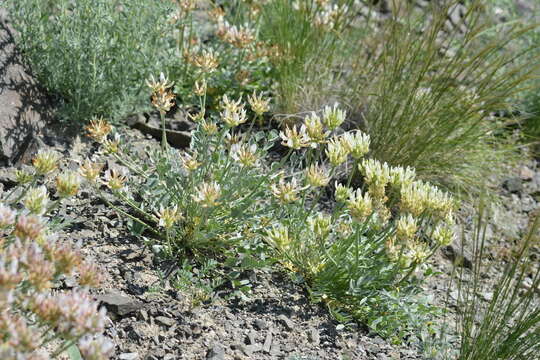 Imagem de Astragalus arkalycensis Bunge