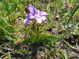 Image of Sparaxis grandiflora subsp. violacea (Eckl.) Goldblatt