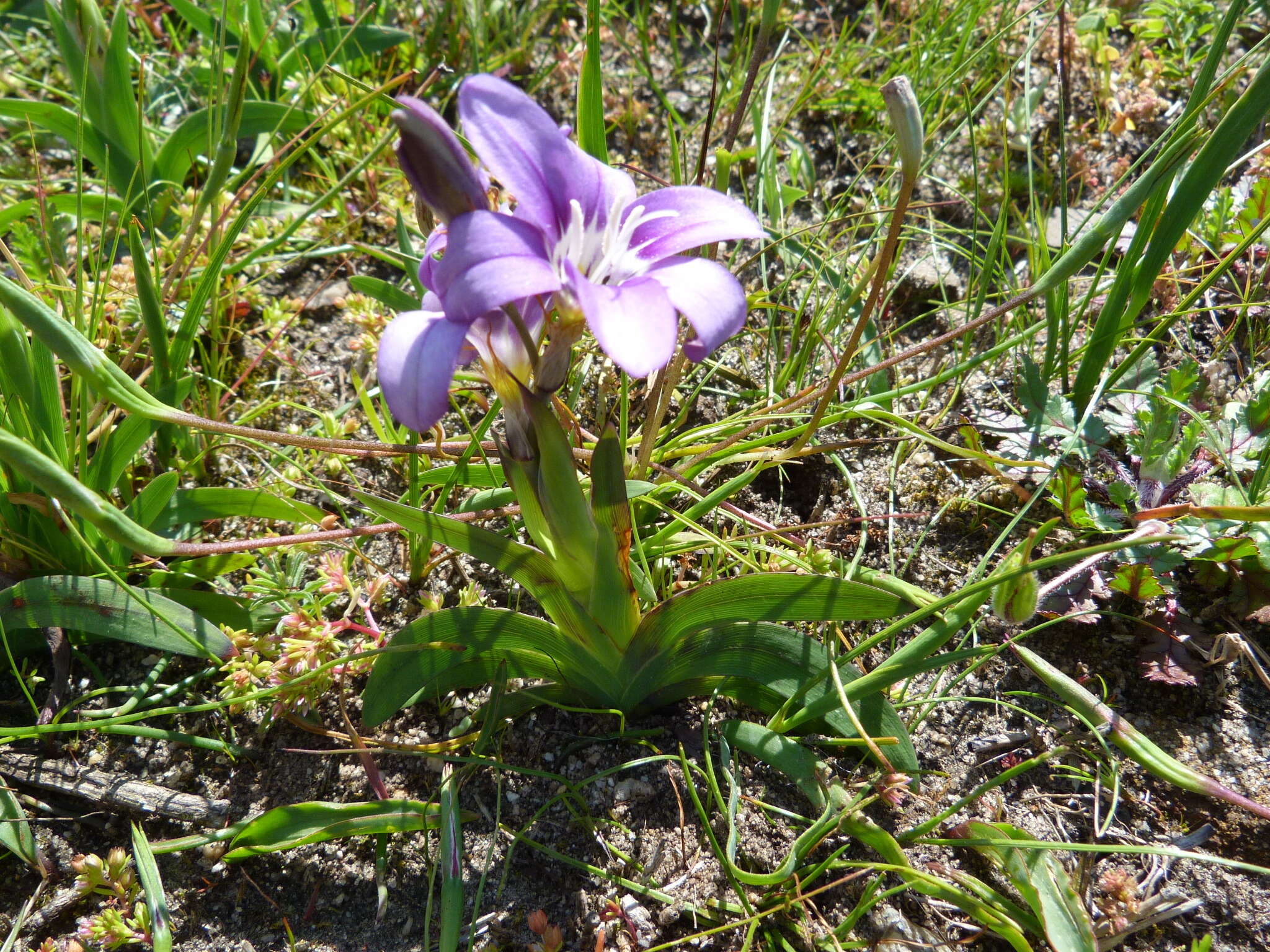 Image of Sparaxis grandiflora subsp. violacea (Eckl.) Goldblatt