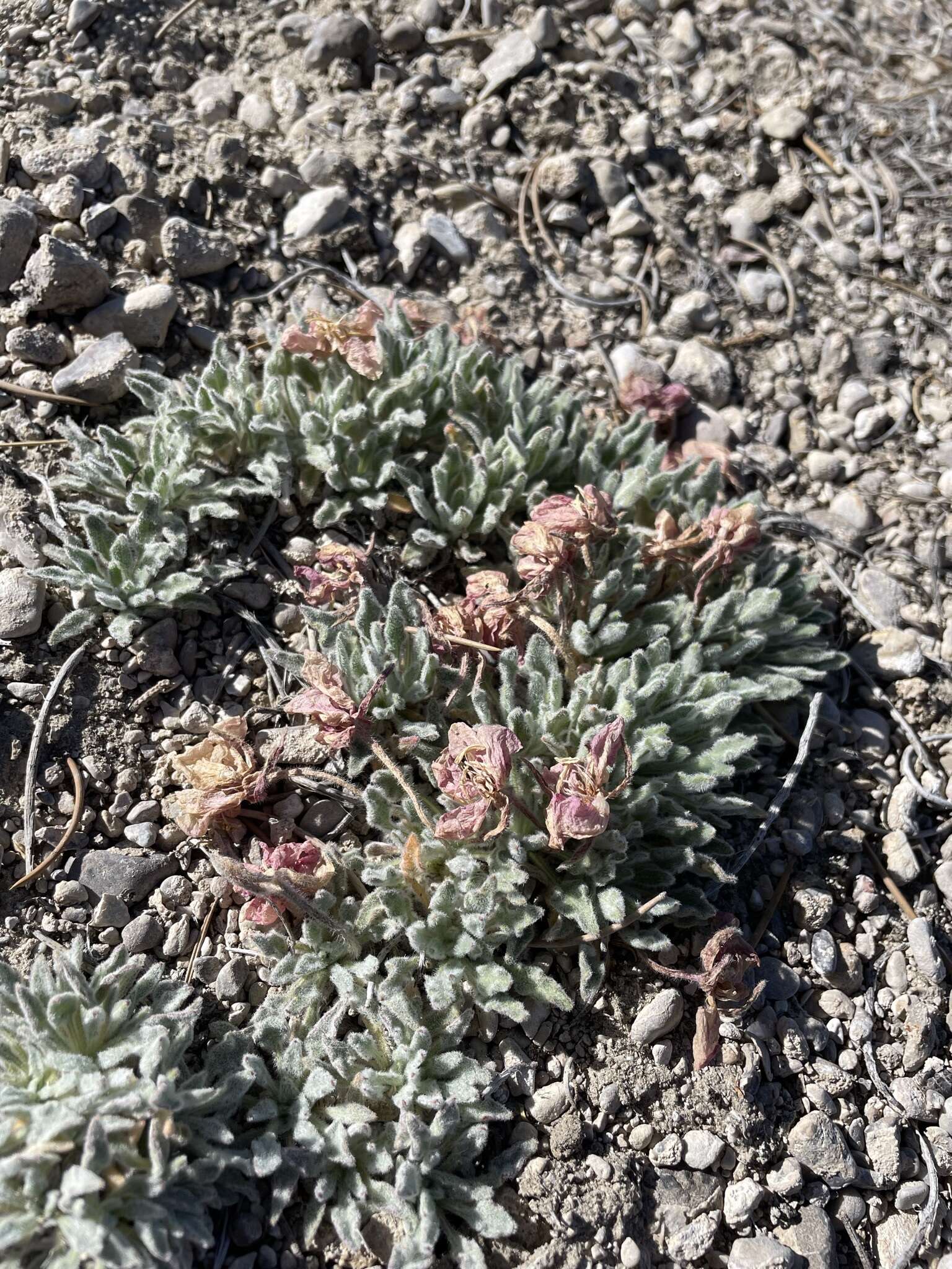 Imagem de Oenothera cespitosa subsp. crinita (Munz) Munz