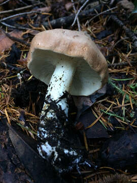 Image of bitter brown leucopaxillus