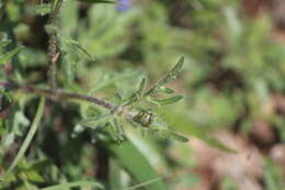 Image of Tridax rosea Sch. Bip. ex B. L. Rob. & Greenm.