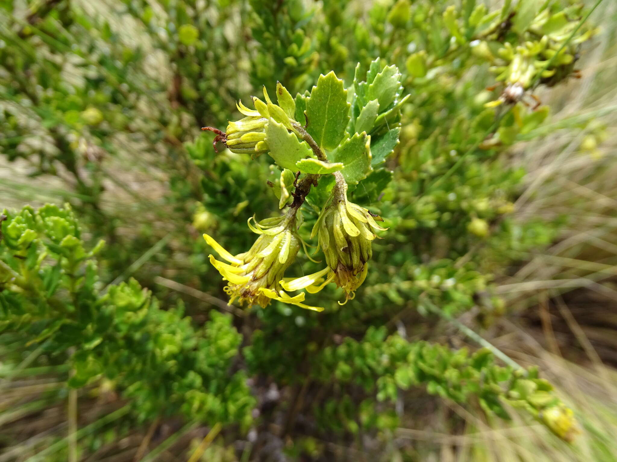 Imagem de Monticalia arbutifolia (Kunth) C. Jeffrey