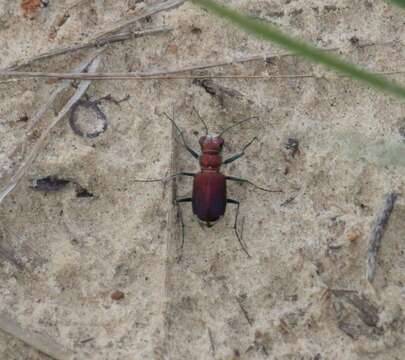 Image of Cicindela (Cicindela) formosa pigmentosignata W. Horn 1930