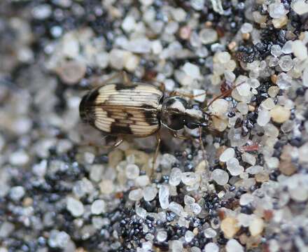 Image of Tetragonoderus (Tetragonoderus) fasciatus (Haldeman 1843)