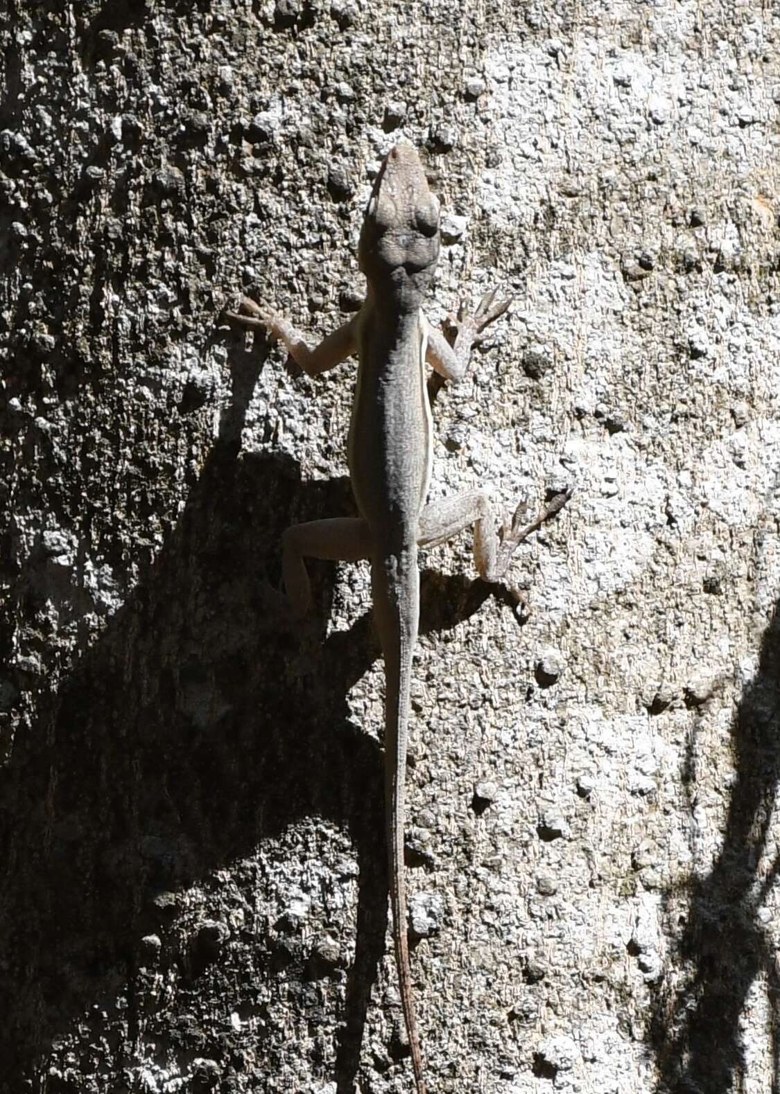 Image of Bluefields Anole