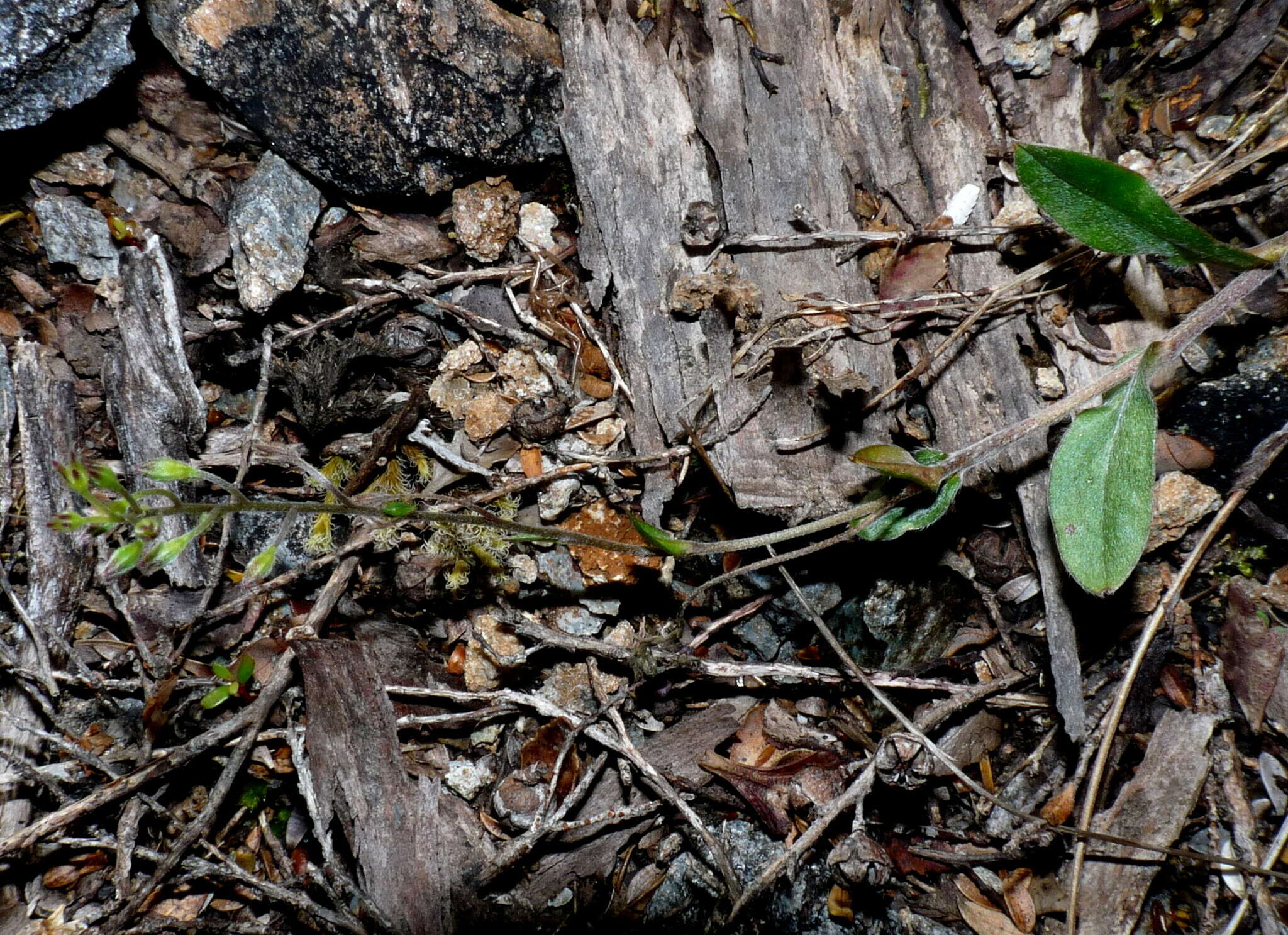 Image de Myosotis brockiei subsp. brockiei