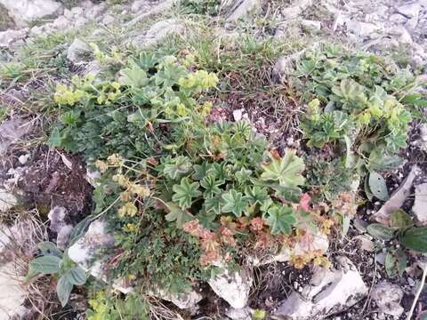 صورة Alchemilla glaucescens Wallr.