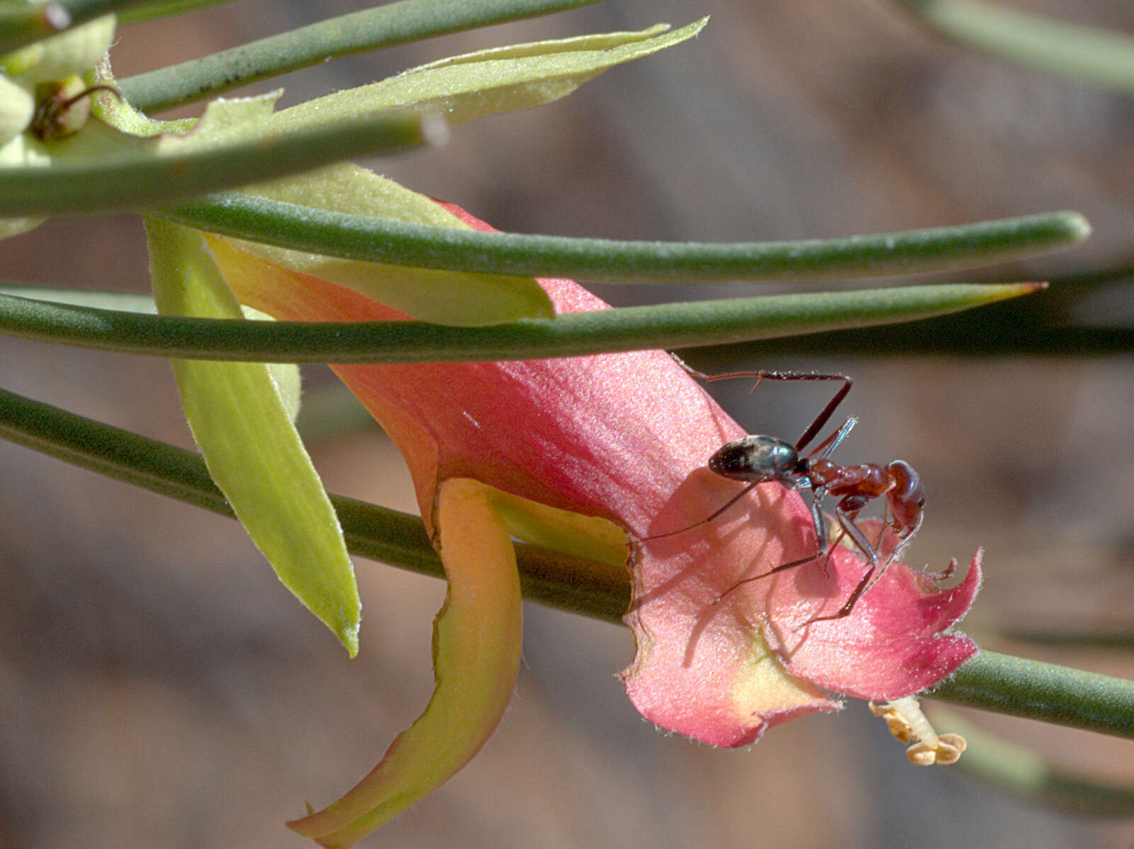 Image of Eremophila oldfieldii subsp. angustifolia (S. Moore) Chinnock