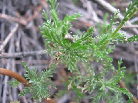 Image de Senecio achilleifolius DC.