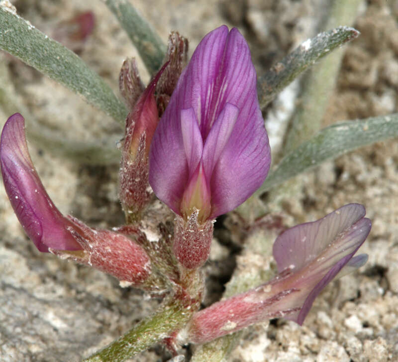 Image of Fish Slough milkvetch