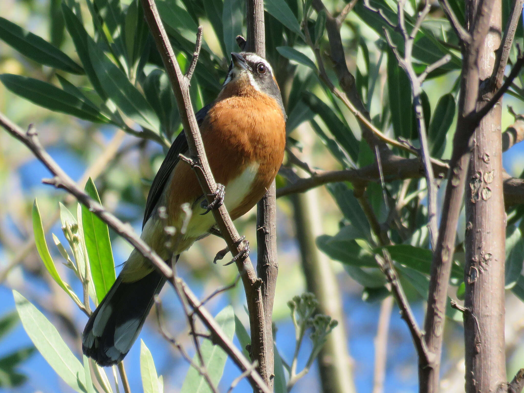 Image of Black-and-rufous Warbling Finch