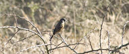 Image of White-winged Black Tyrant