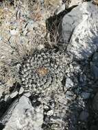 Image of Thelocactus rinconensis (Poselger) Britton & Rose