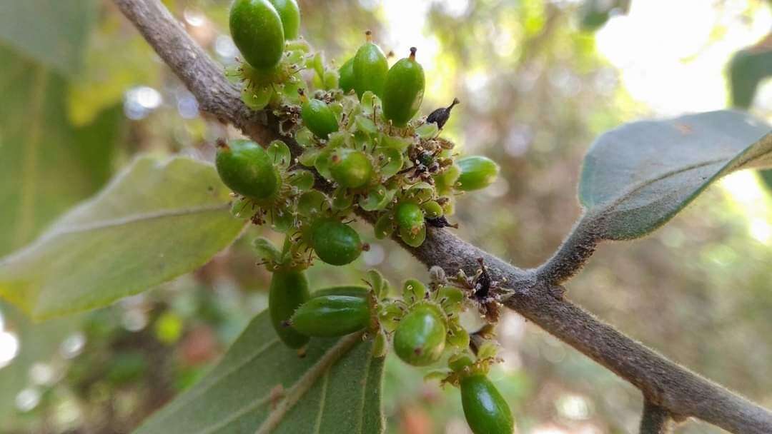 Image of Casearia graveolens Dalzell