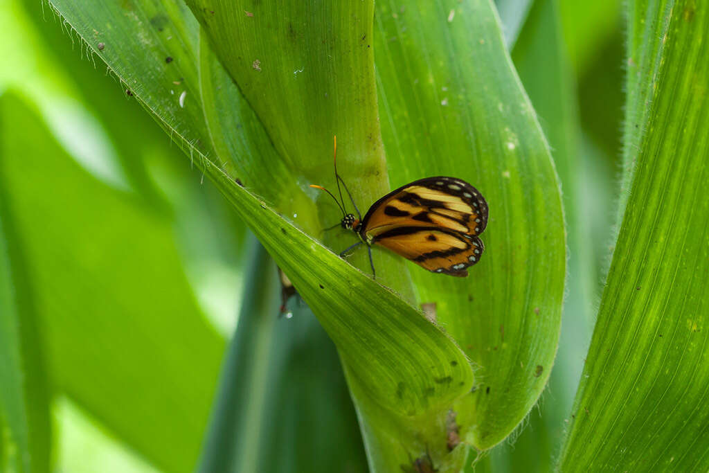 Image of Ithomia iphianassa Doubleday (1847)