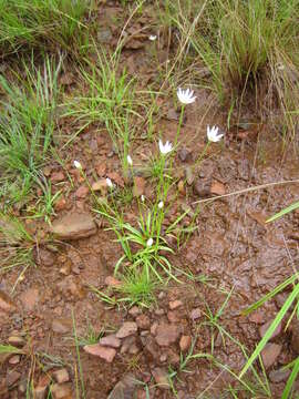 Image of Mesanthemum prescottianum (Bong.) Körn.