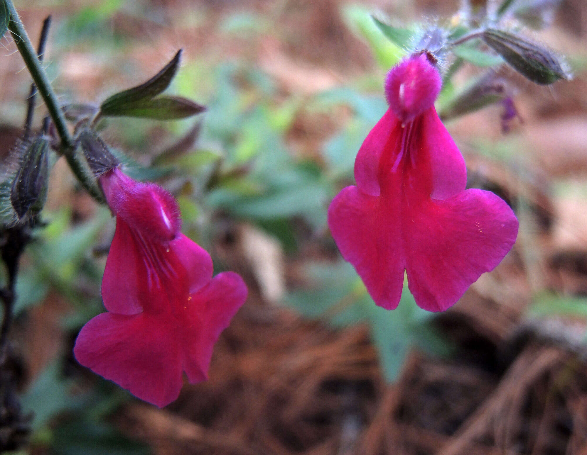 Imagem de Salvia angustiarum Epling