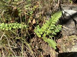 Plancia ëd Oeosporangium viride var. glauca (Sim)