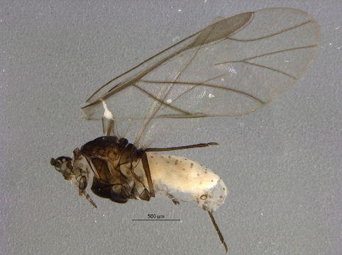 Image of <i>Eriosoma anncharlotteae</i> Danielsson 1979