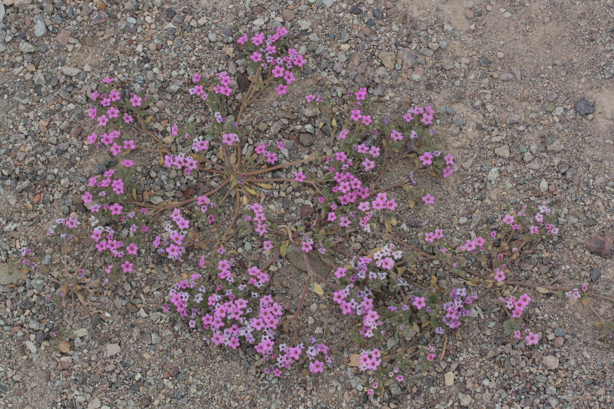 Image of purplemat