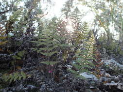 Image of beaded lipfern