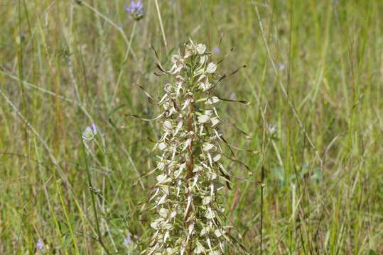 Image of Lizard orchid